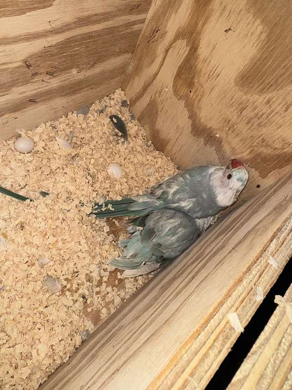 ringneck-parakeet-for-sale-in-stafford-va