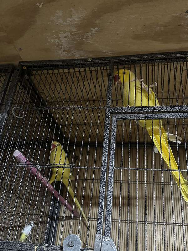 bird-for-sale-in-stafford-va