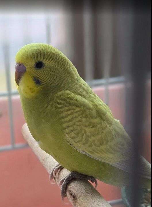 green-yellow-bird-for-sale-in-maryland