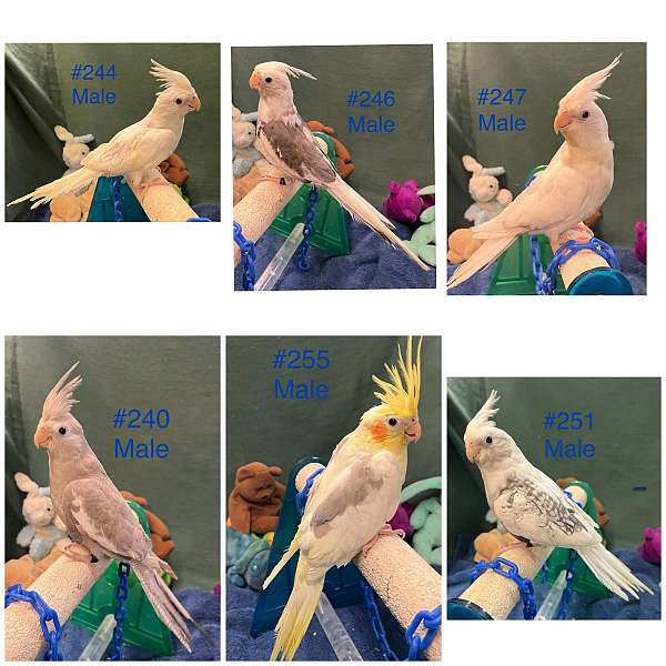 handfed-bird-for-sale-in-dundee-fl