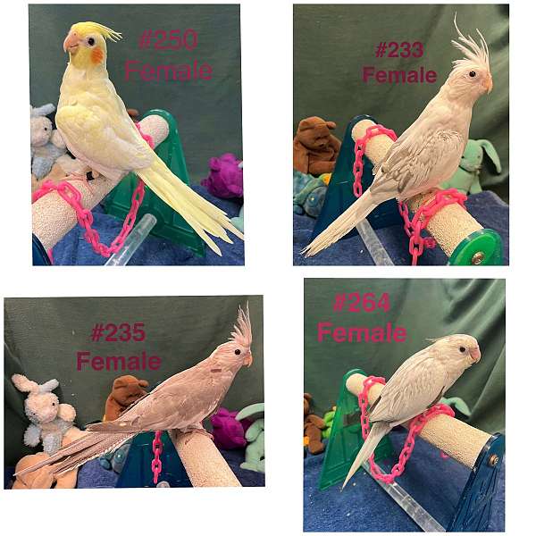 cockatiel-for-sale