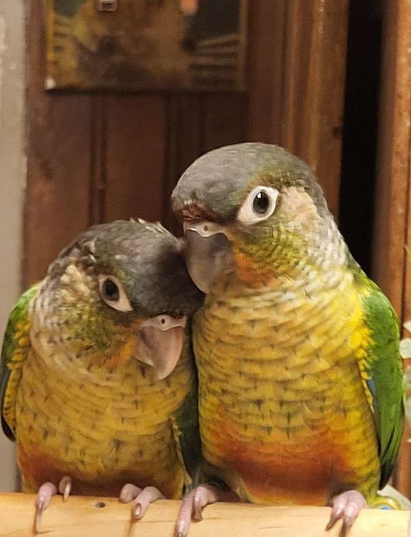conure-for-sale