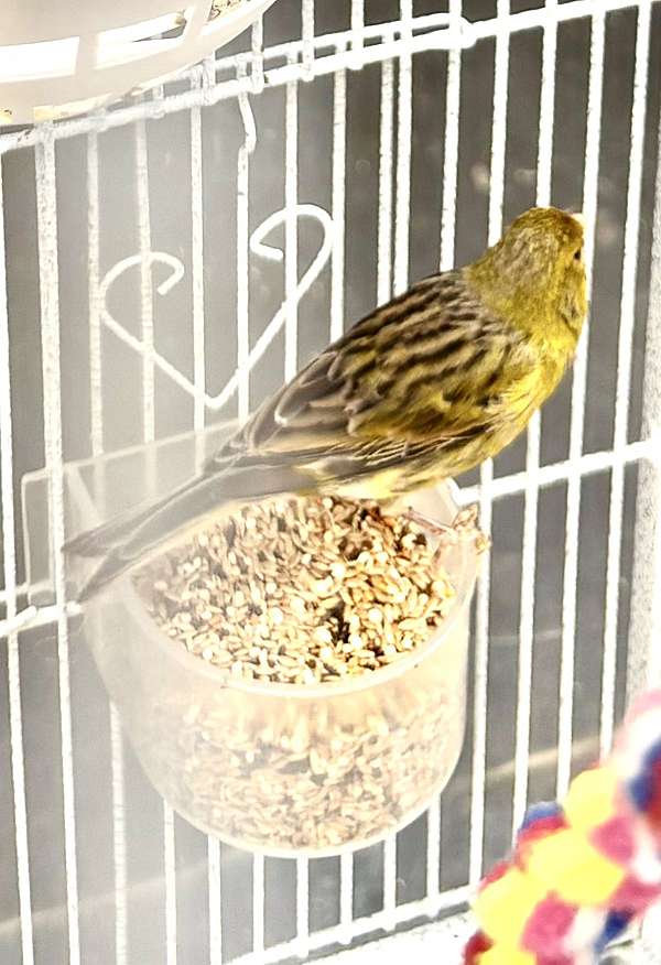 cinnamon-yellow-bird-for-sale-in-lawrenceville-ga