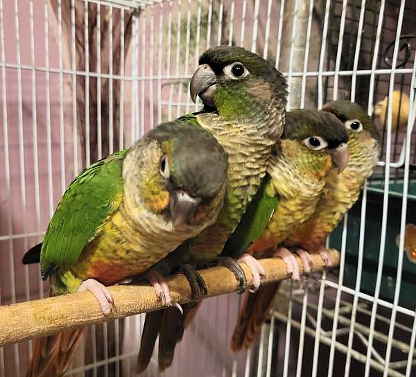 conure-for-sale