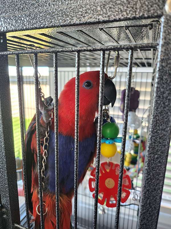 solomon-island-eclectus-parrots-for-sale
