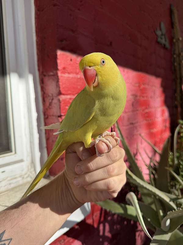 ringneck-parakeet-for-sale-in-grass-valley-ca