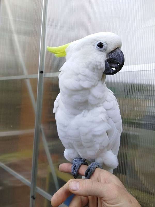 sulpher-crested-cockatoo-for-sale