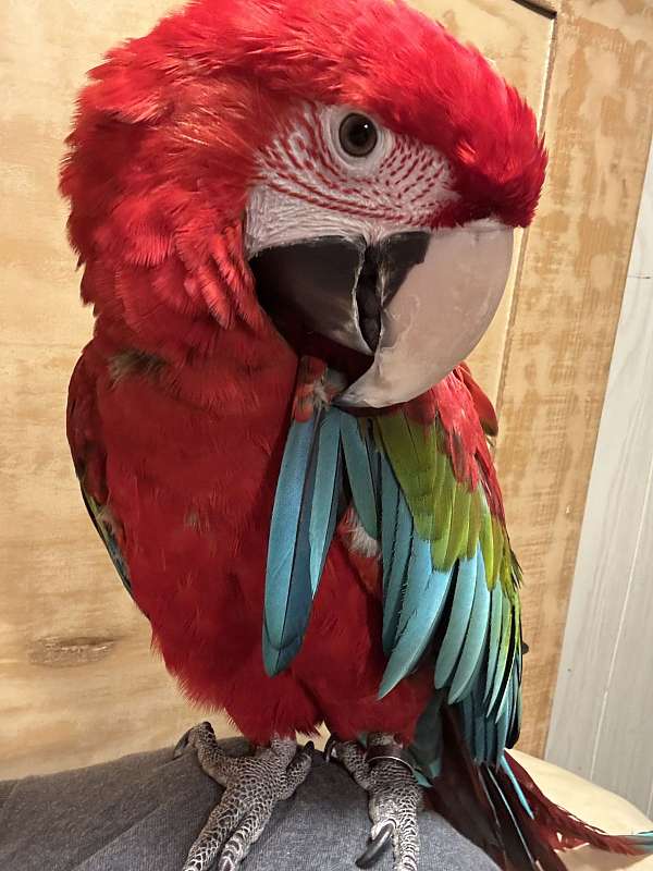green-wing-macaw-for-sale
