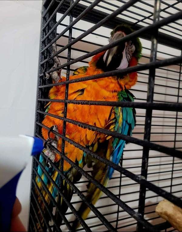 macaw-for-sale-in-ogden-ut
