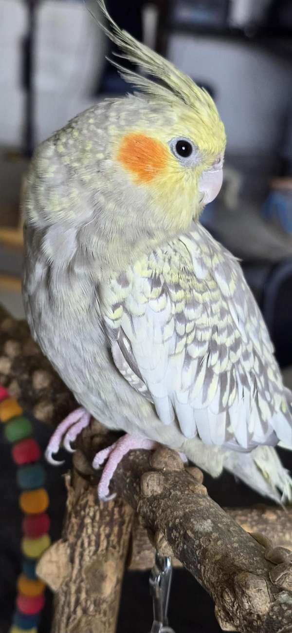 cockatiel-for-sale