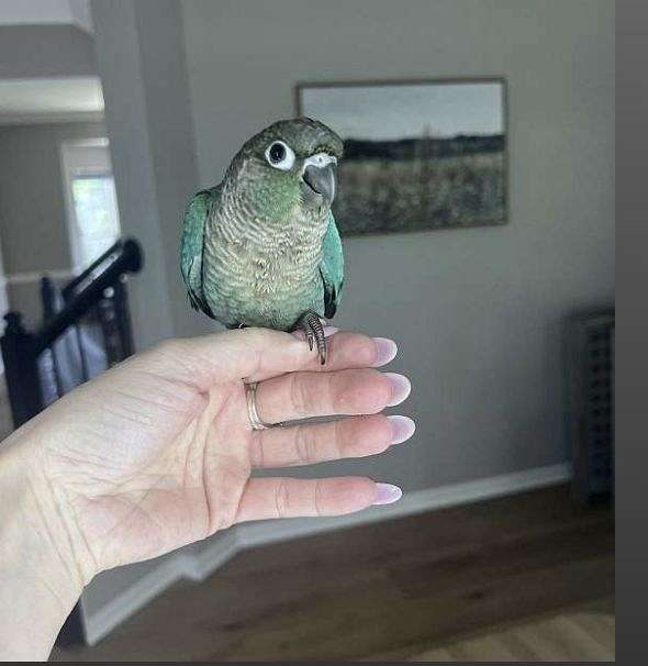 green-cheek-conure-for-sale