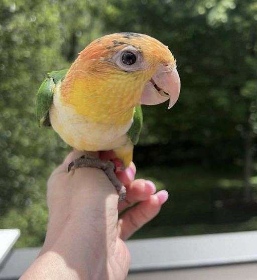 white-bellied-caique-for-sale