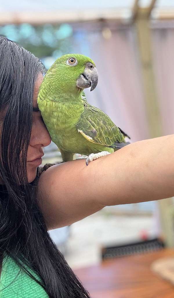 yellow-naped-amazon-parrot-for-sale-in-weymouth-ma