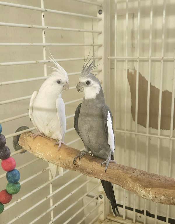 cockatiel-for-sale