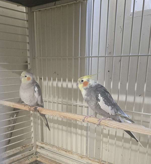 bonded-pair-tame-male-bird-for-sale