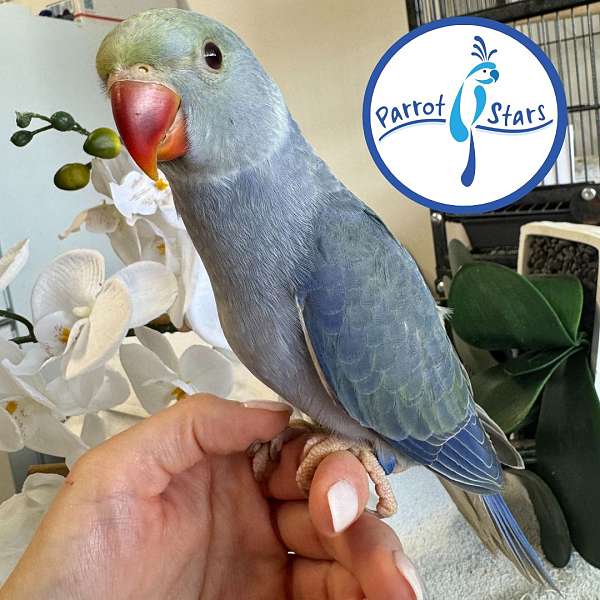 ringneck-parakeet-for-sale