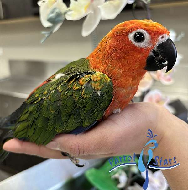 jenday-conure-for-sale