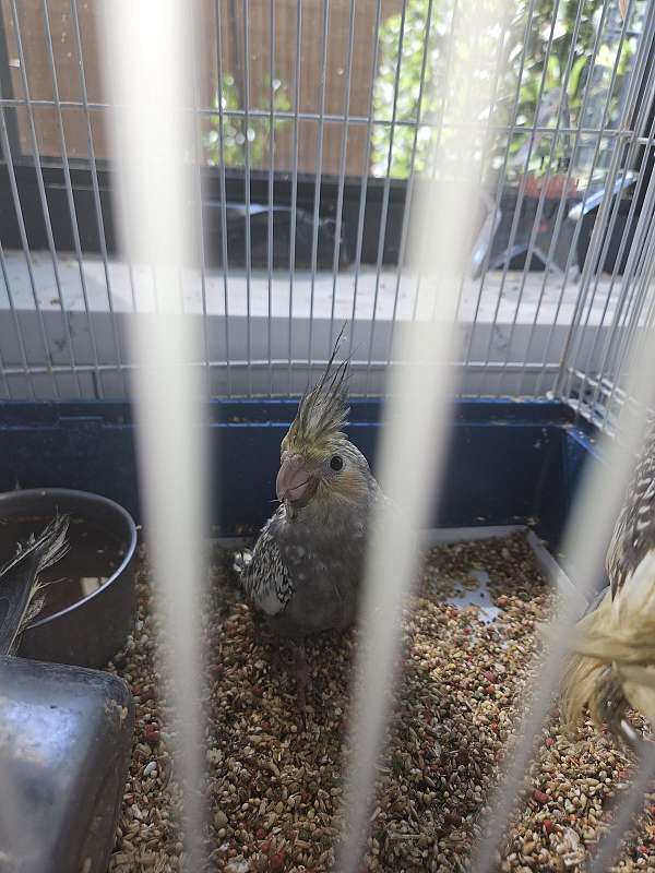 bird-for-sale-in-las-vegas-nv