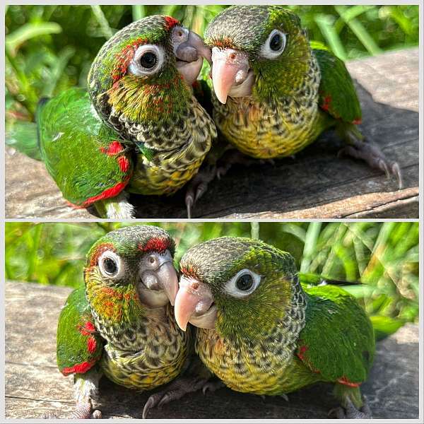 green-cheek-conure-for-sale