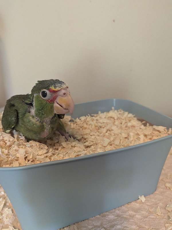 white-front-amazon-parrot-for-sale-in-south-williamsport-pa