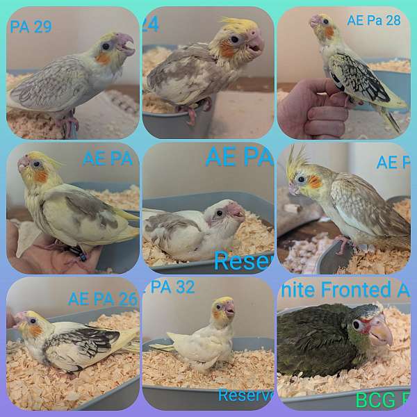 cockatiel-for-sale-in-south-williamsport-pa