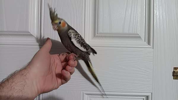 cockatiel-for-sale