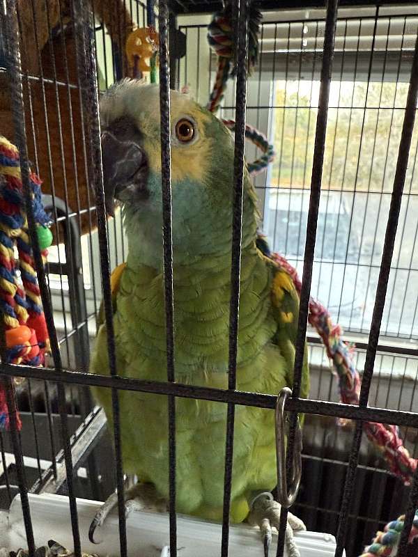 blue-front-amazon-parrot-for-sale-in-pennsville-nj