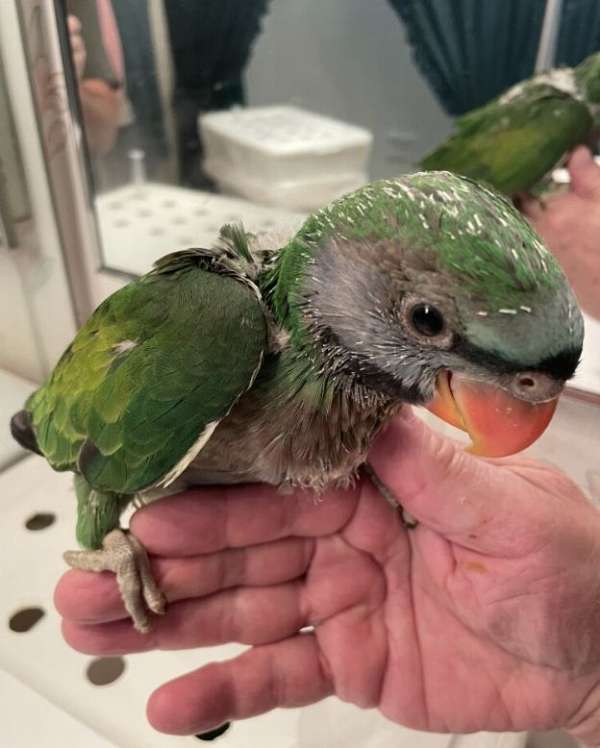 parrot-for-sale