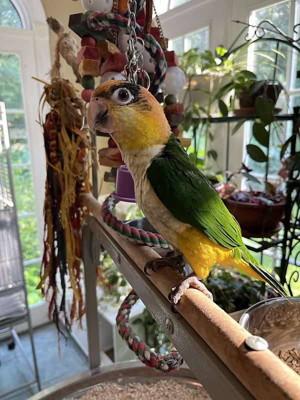 male-bird-for-sale-in-fuquay-varina-nc