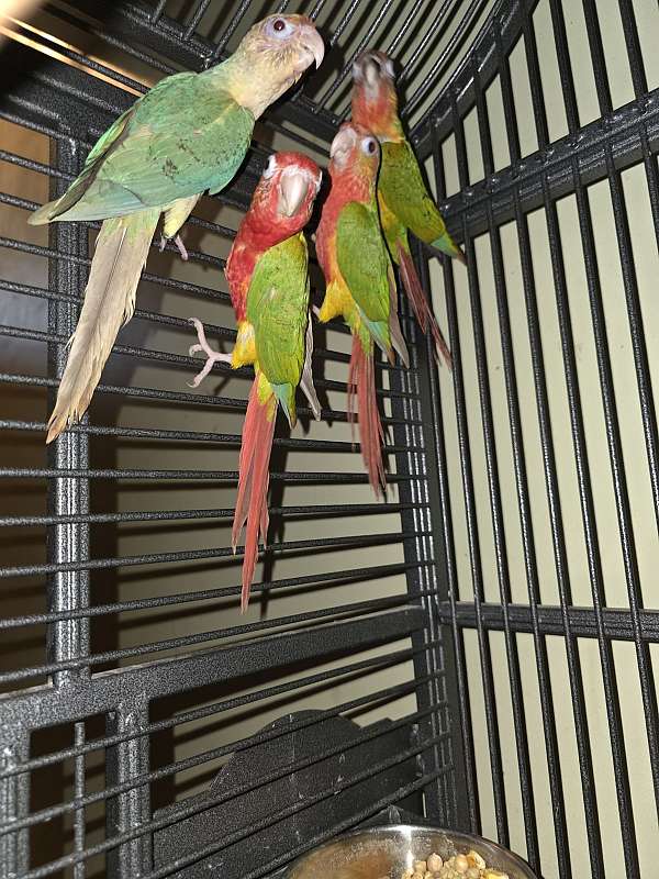 conure-for-sale