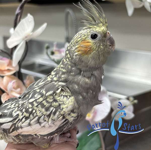 cockatiel-for-sale