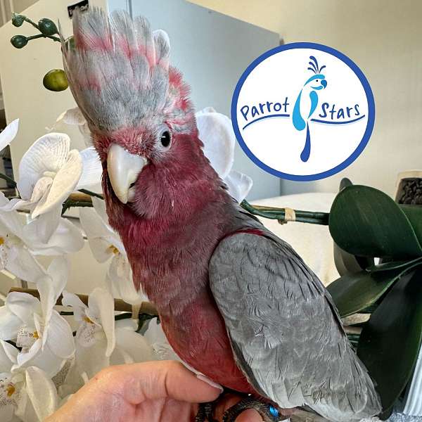 rose-breasted-cockatoo-for-sale