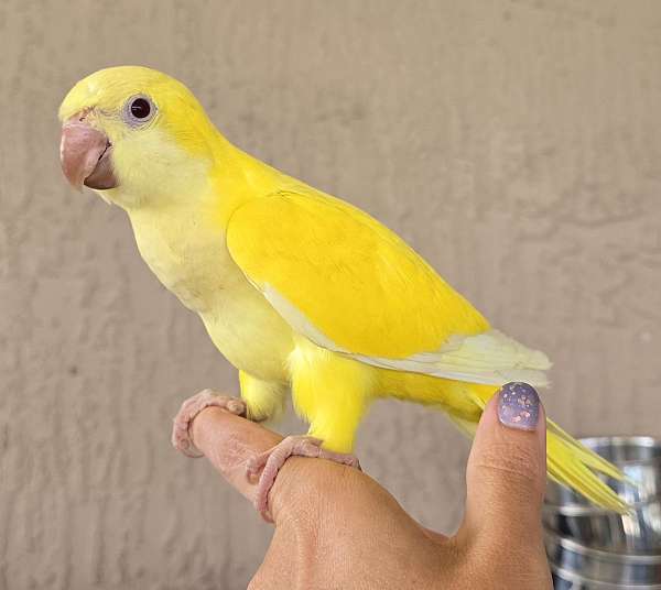 quaker-parrots-for-sale