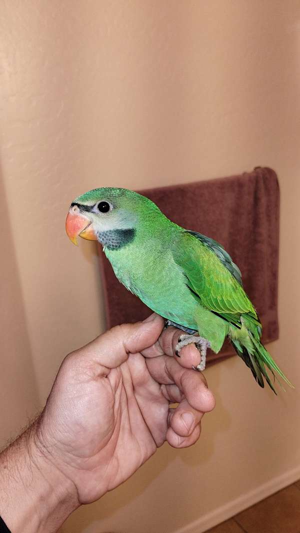 bird-for-sale-in-glendale-az