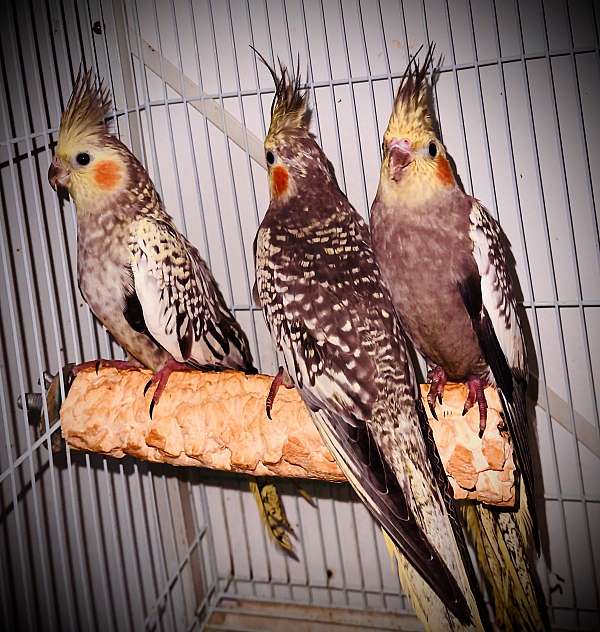 cockatiel-for-sale