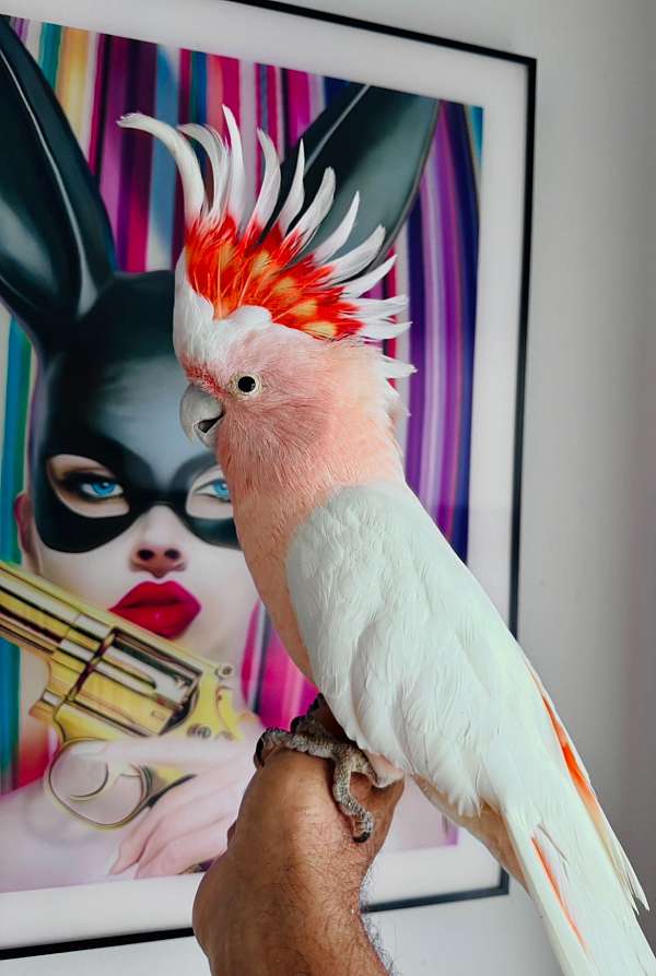 quiet-bird-for-sale-in-miami-shores-fl