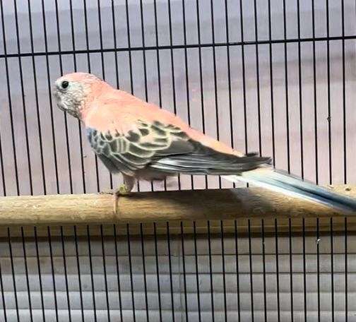 bourke-parakeet-for-sale-in-mcconnelsville-oh