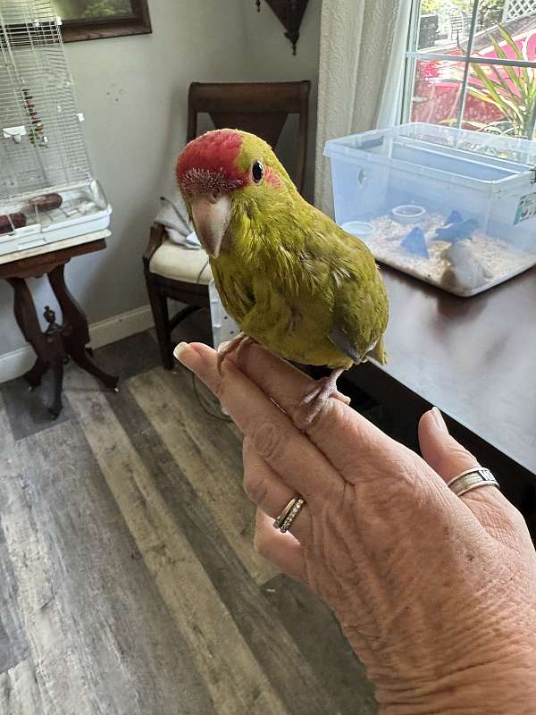 parakeet-for-sale-in-hastings-fl