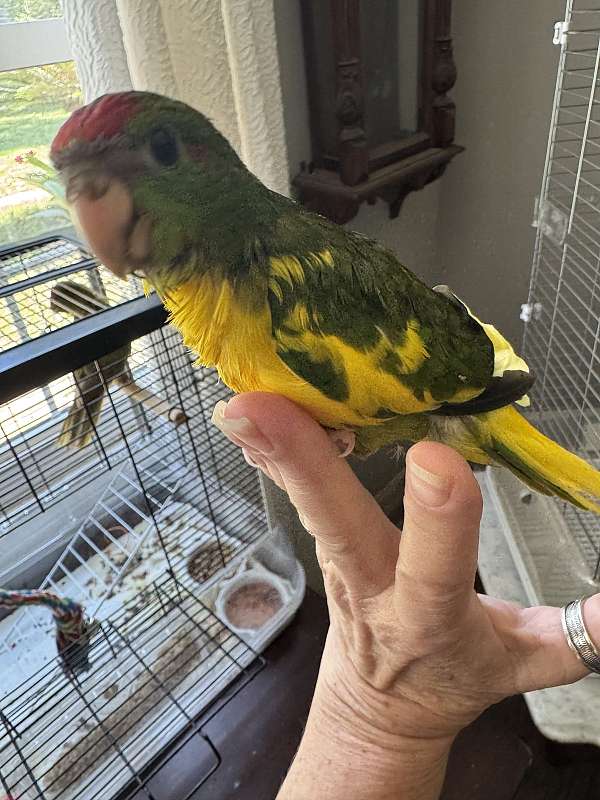 pied-bird-for-sale-in-hastings-fl