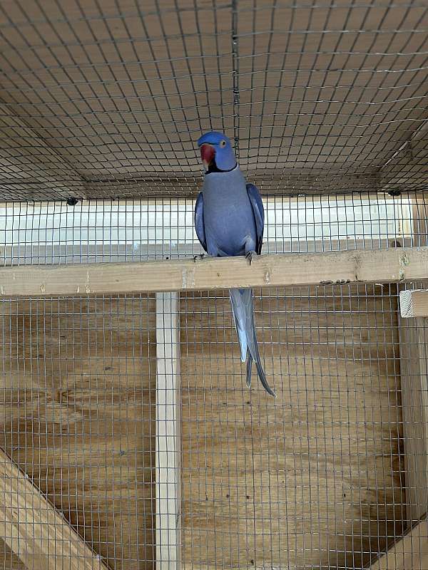 adult-bird-for-sale-in-deltona-fl