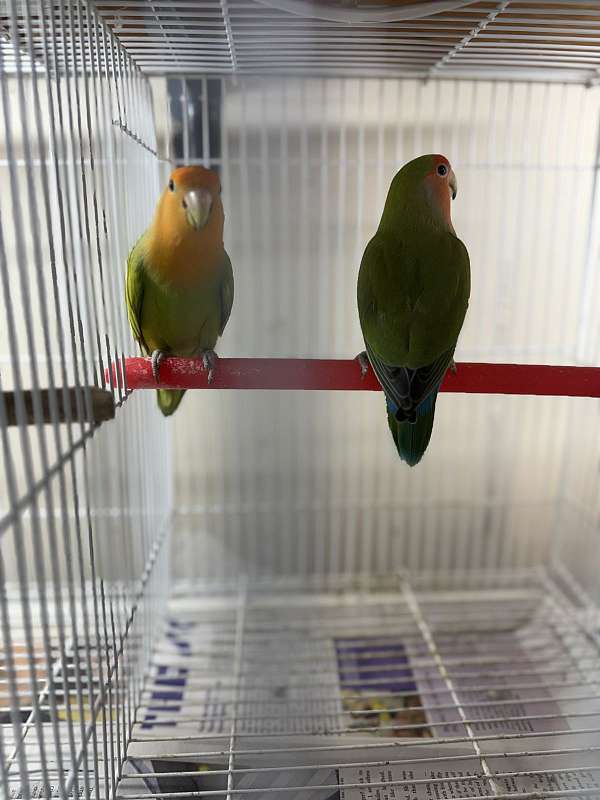 peach-faced-lovebird-for-sale