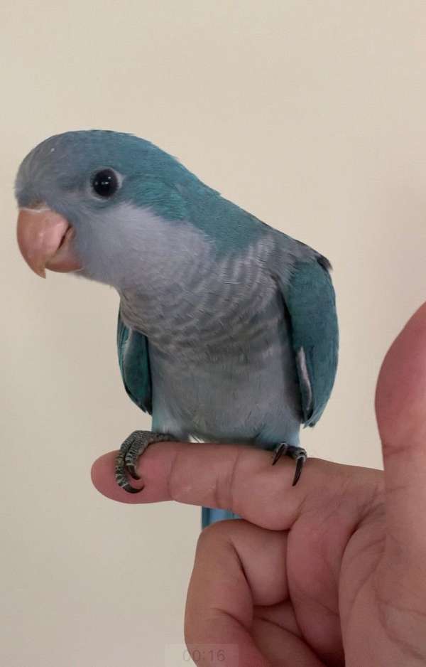 blue-green-bird-for-sale-in-gaithersburg-md