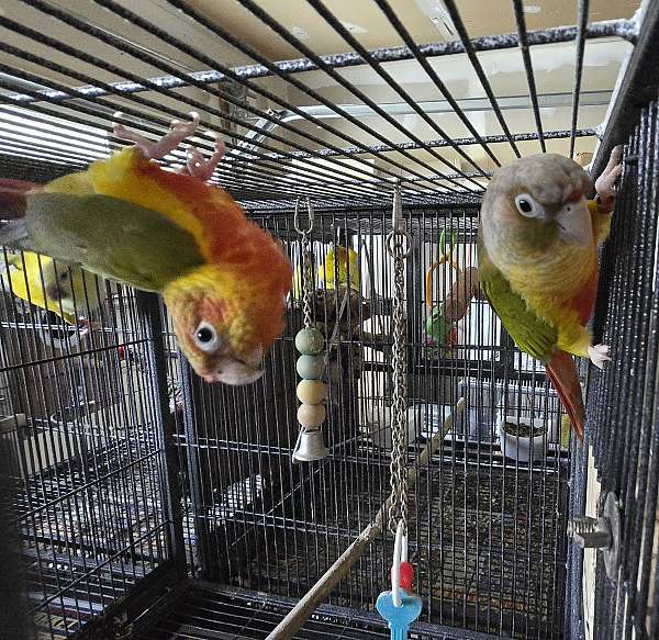 bird-parrot-eggs-for-sale-in-manassas-va