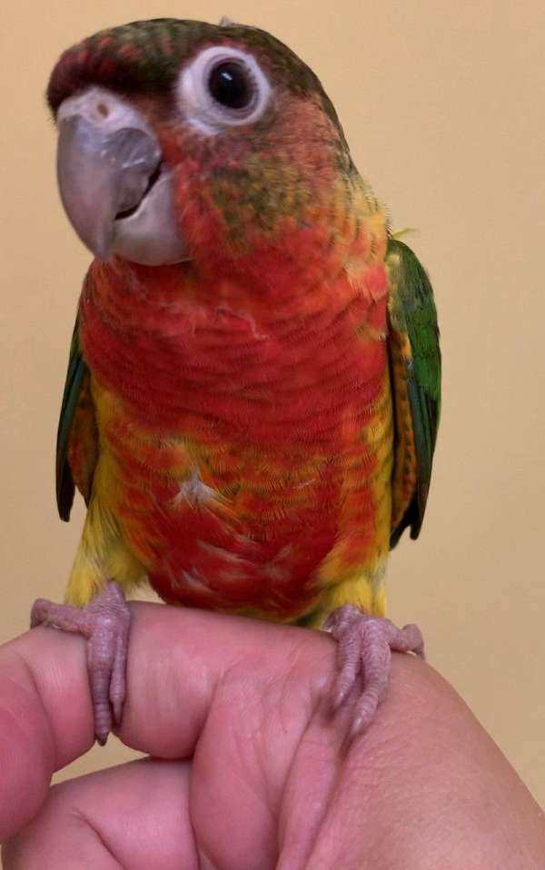 conure-for-sale