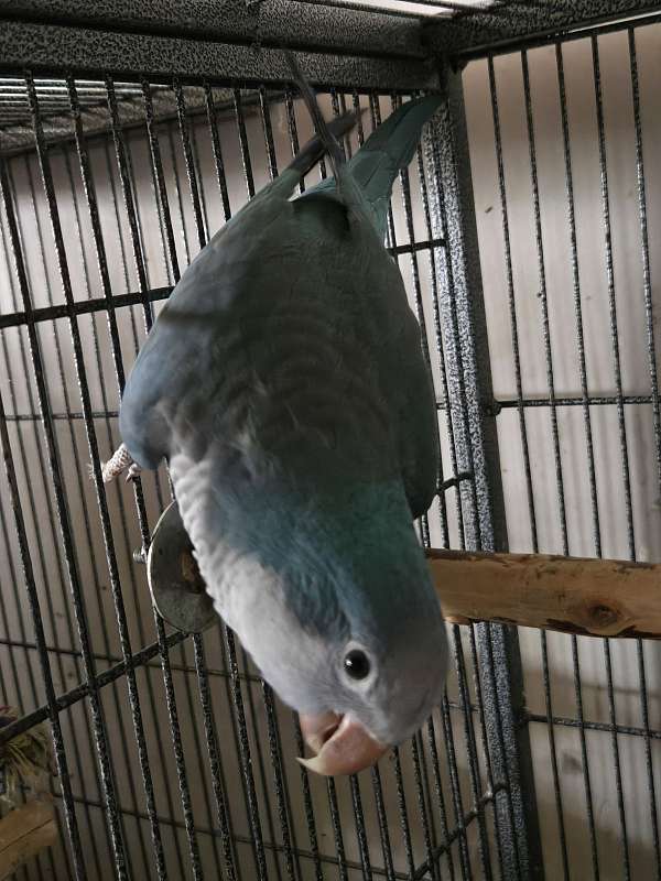quaker-parrots-for-sale