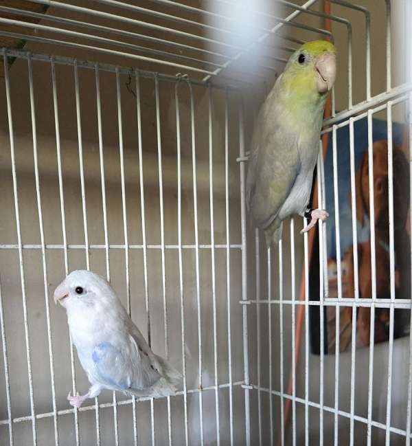 pacific-parrotlet-for-sale-in-manassas-va