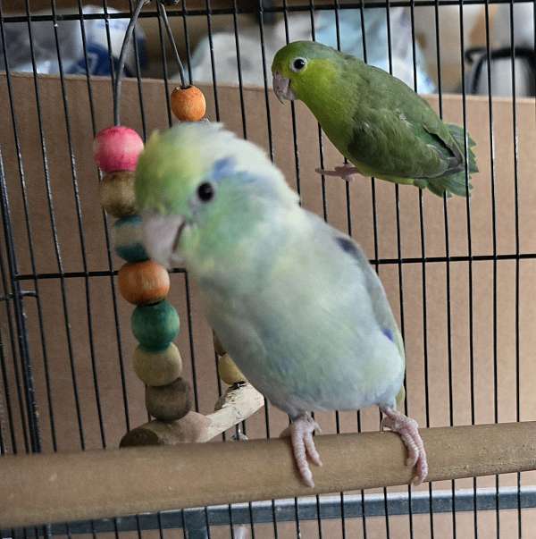 pacific-parrotlet-for-sale