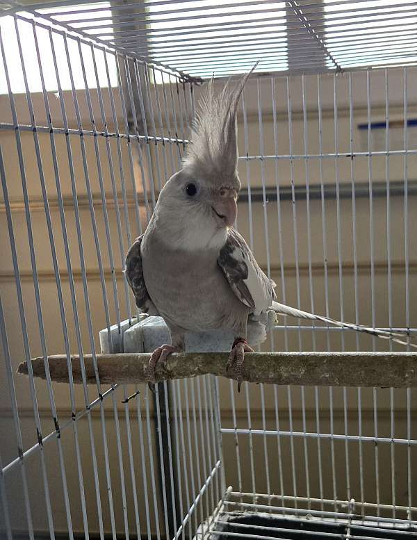 cockatiel-for-sale
