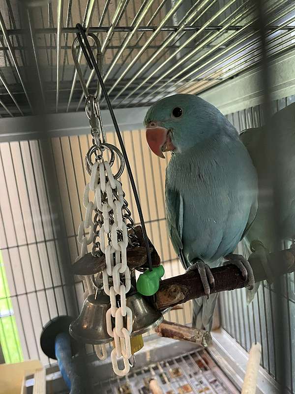handfed-tame-ringneck-parakeet-for-sale