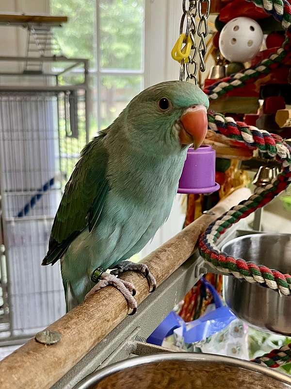 ringneck-parakeet-for-sale